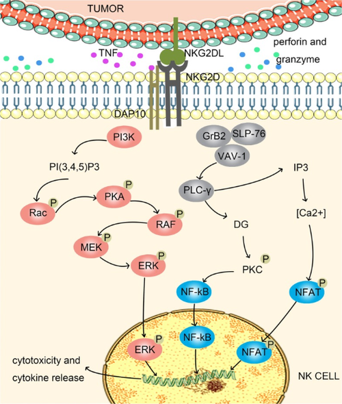 NK細胞激活總開關(guān)：NKG2D_南京科佰生物