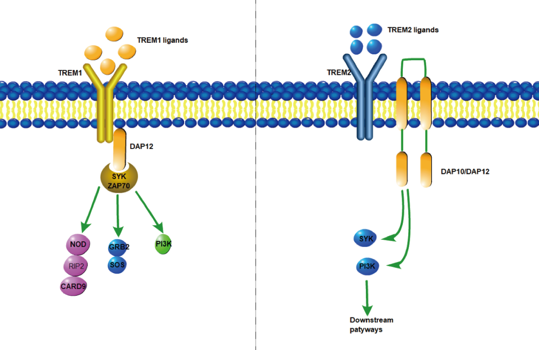 阿爾茨海默癥？癌癥？-靶點(diǎn)TREM