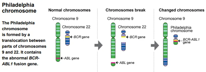 BCR-ABL融合診斷標(biāo)準(zhǔn)品