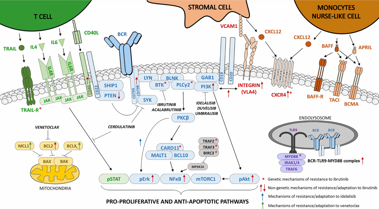BTK細(xì)胞篩選模型
