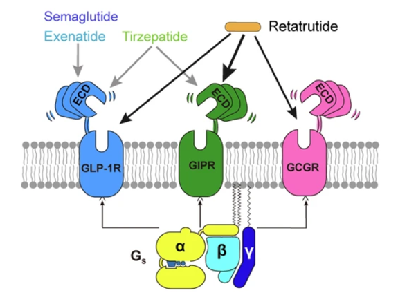 GLP-1R、GCGR、GIPR多靶點(diǎn)激動劑與代謝疾病